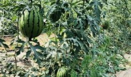 吃瓜恶心北京,一场网络热议背后的真相与反思