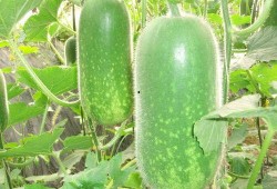 吃瓜资源整棵,带你领略娱乐圈的幕后风云