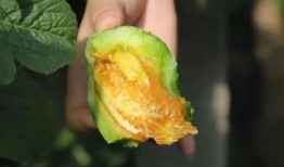 女人吃羊角蜜瓜好吗