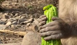 猴子吃瓜背景,一场猴子的夏日盛宴