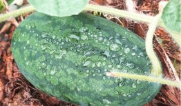 找瓜吃瓜,一场说吃就吃的“找瓜”之旅