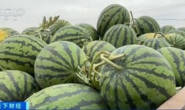 吃瓜嘛嘛香,揭秘“吃瓜嘛嘛香”背后的故事