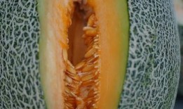 带你吃瓜奇葩夏天,带你领略那些“吃瓜”奇葩事件