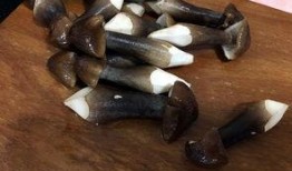 吃瓜菌子,吃瓜菌子的奇妙之旅