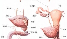 解剖吃内脏的瓜,内脏瓜的解剖与食文化