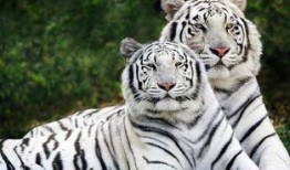 生龙活虎吃瓜真满足,揭秘现代生活的快乐源泉