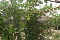 楼顶瓜菜怎么吃,探索绿色屋顶的美食之旅