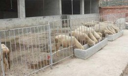 养羊吃瓜,瓜果飘香中的绿色养殖之道