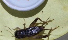 生龙活虎吃瓜真满足,揭秘现代生活的快乐源泉