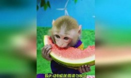 猴子吃瓜背景,一场猴子的夏日盛宴