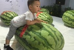 藏族最近吃瓜事件,揭秘背后文化冲突与网络热议