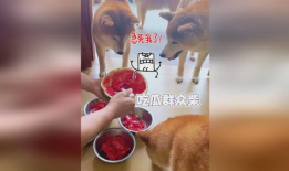 阿柴吃瓜,揭秘娱乐圈背后的那些事儿