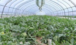 金山花园吃瓜,夏日吃瓜盛宴，畅享清凉时光