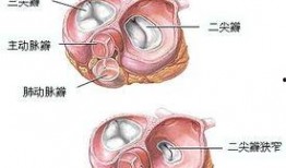 解剖吃内脏的瓜,内脏瓜的解剖与食文化