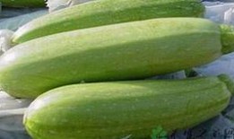 啥瓜包饺子吃,团圆滋味浓